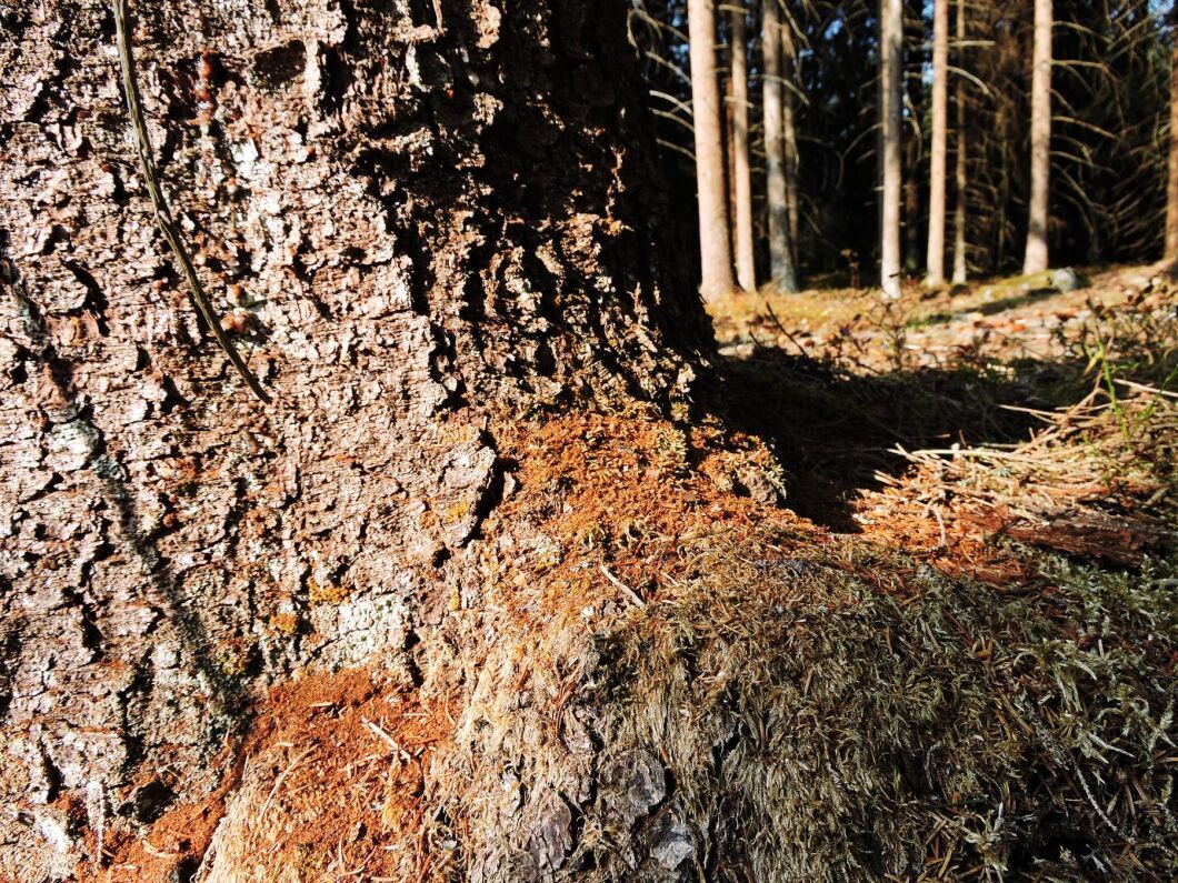 Granbarkborrens svärmning är nu i gång, och ett tidigt tecken på nya angrepp är brunt borrmjöl vid stambasen, i barkfickor och i spindelväv.