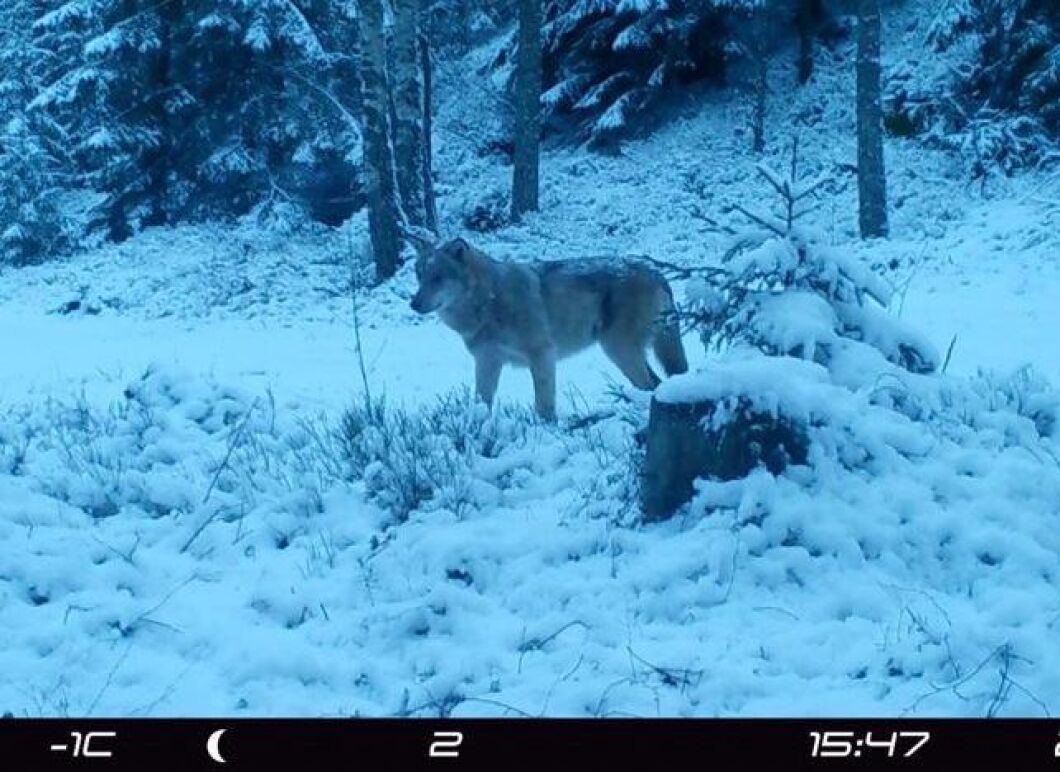 Skånsk varg fotograferad med viltkamera.