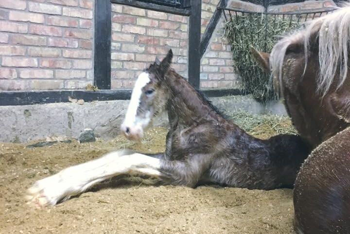 Redan den 5 januari föddes Herkules Omega, ett hingstföl av rasen Clydesdale. Stuteriet vill gärna få fölen i januari eller februari.