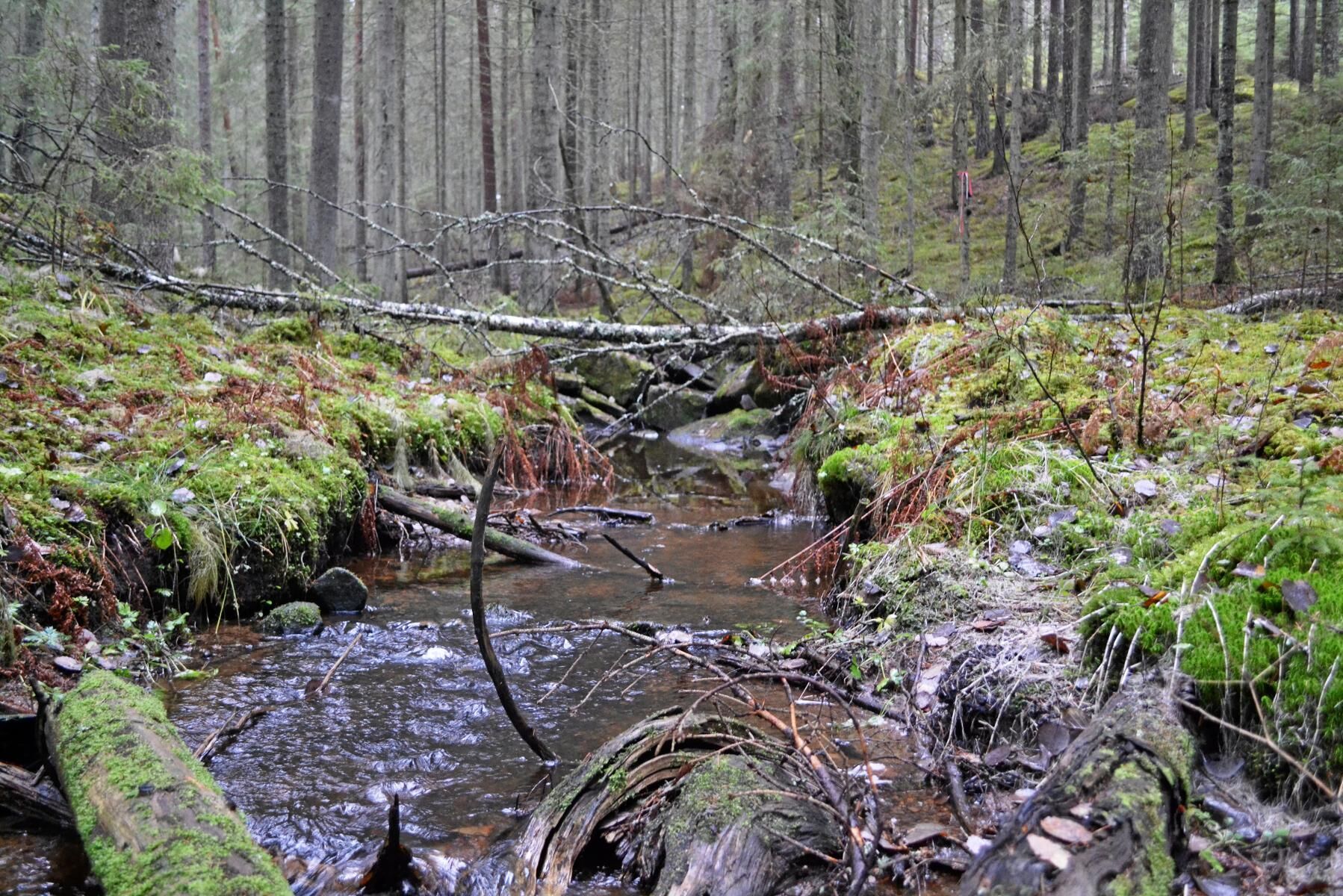 Granskog i Värmland. Arkivbild.