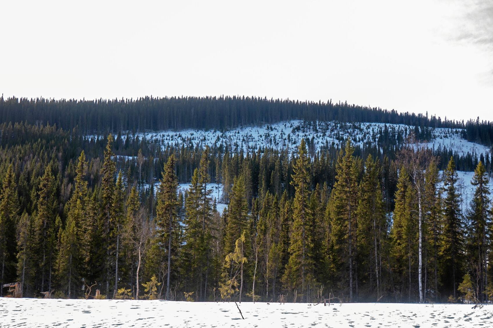 Den fjällnära skogen är ett tvisteämne (arkivbild).