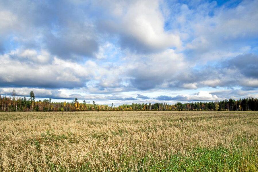 Molnen har länge lyfts fram som ett bekymmer för den som vill använda satellittjänster för att följa sin odling. Men nu kommer teknik som tvättar bort de vita fläckarna.