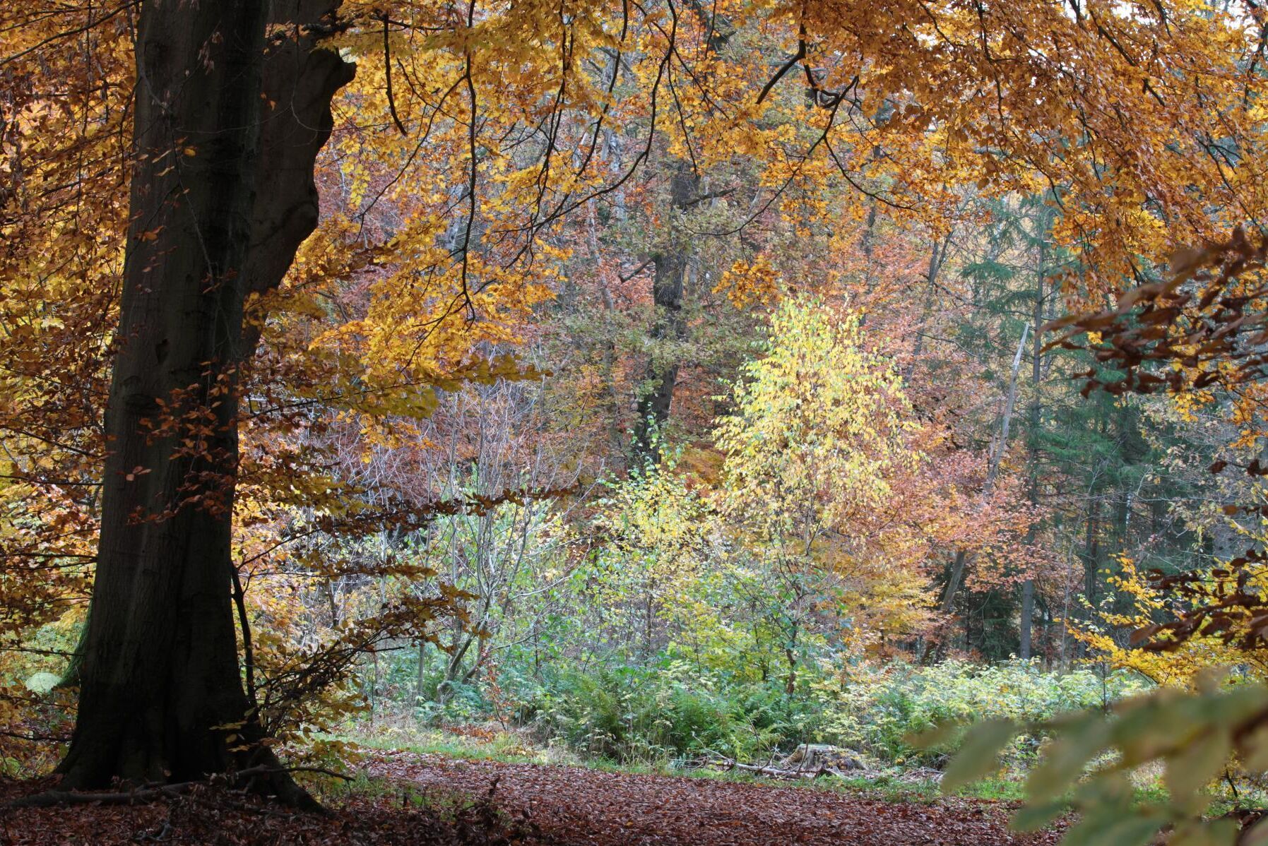 Danmark satsar 1,2 miljarder kronor på att avsätta orörd skog och förbättra för den biologiska mångfalden.