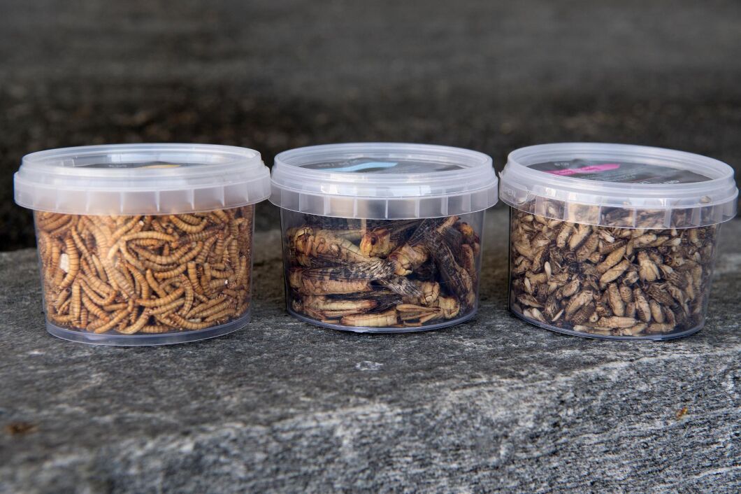 Nu blir det tillåtet att sälja vissa insekter som livsmedel i Sverige (arkivbild).