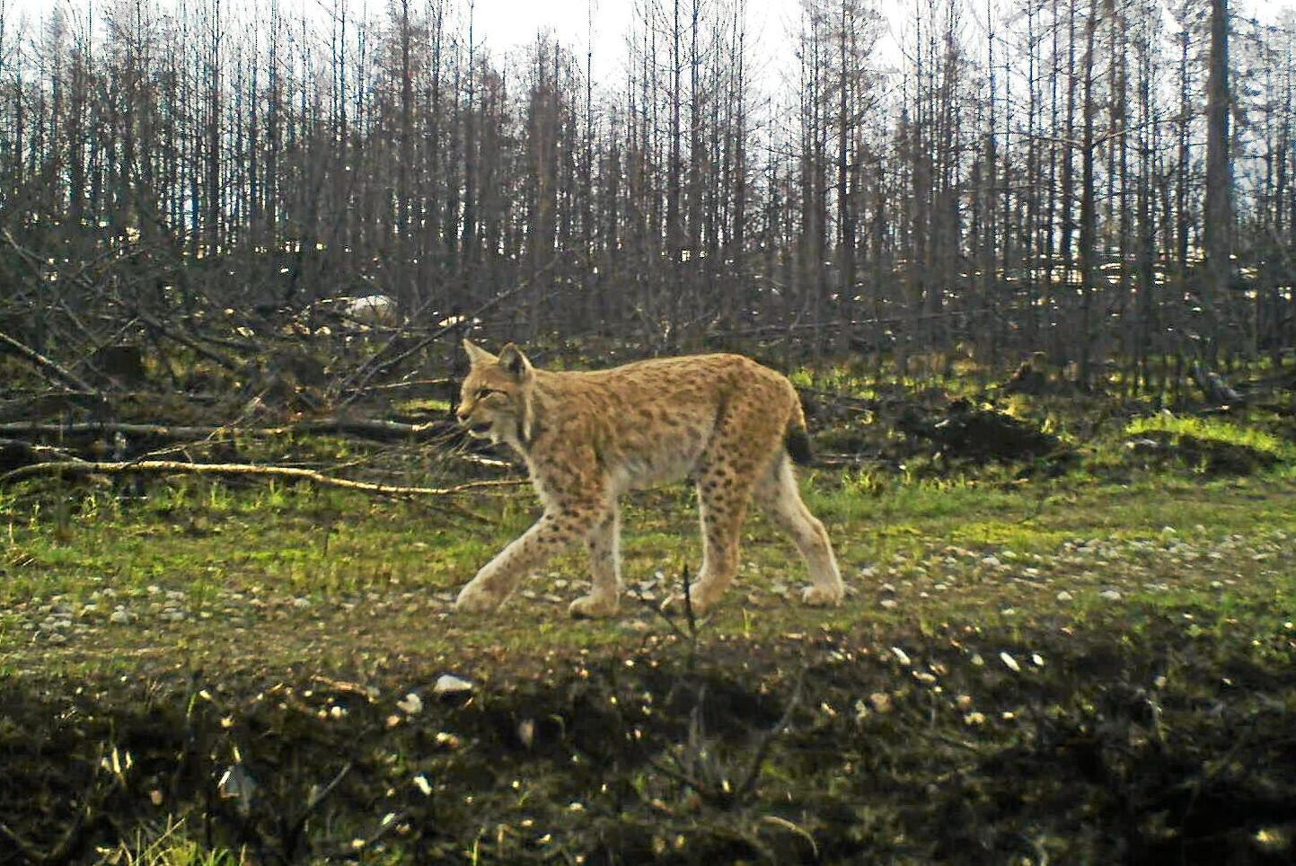 Lodjur på brandområdet i Västmanland. Arkivbild.