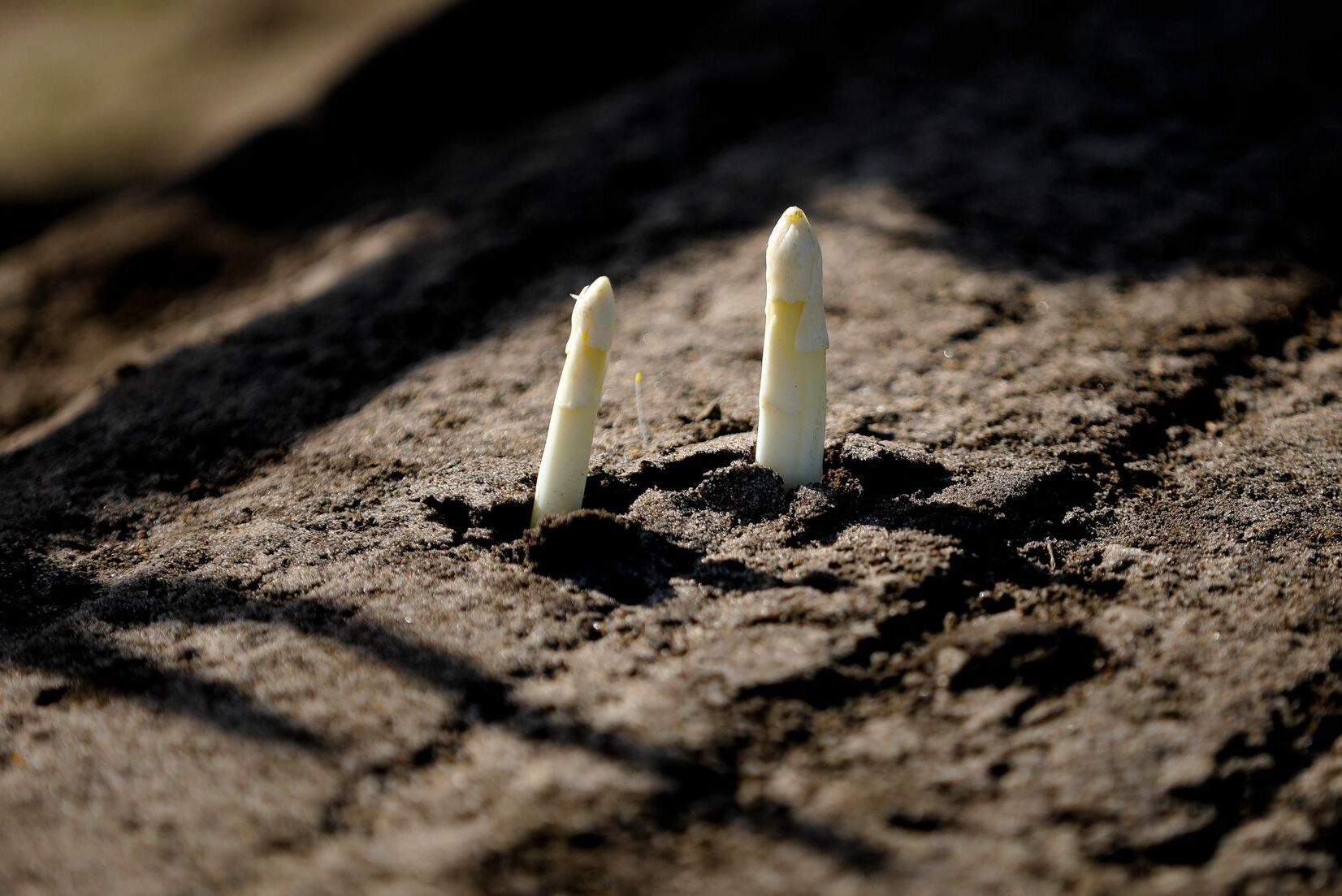 Sparris på väg upp nära Genthin i Tyskland. Odlarna oroas nu för svårigheter att hitta arbetskraft när gränser stängts på grund av coronavirusets spridning. Arkivfoto.