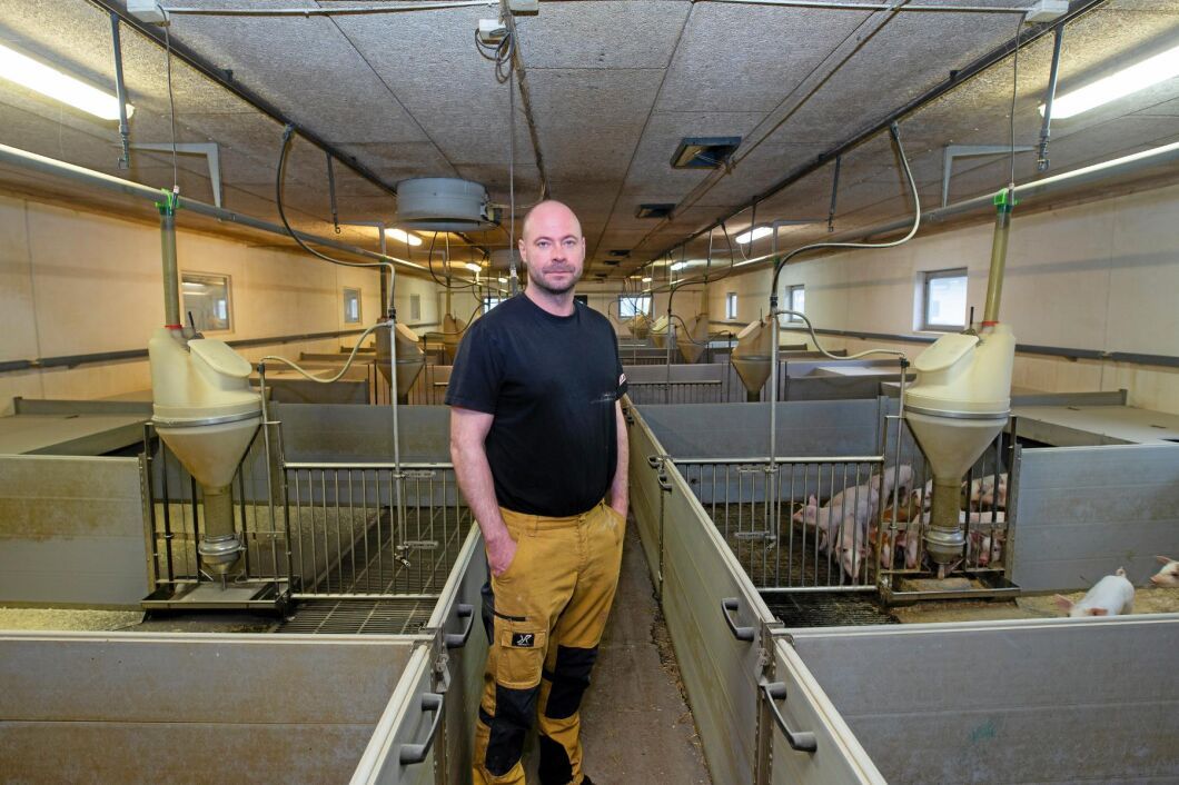 Det är andra gången Mattias Espert drabbas av salmonella i sin grisbesättning (arkivbild).