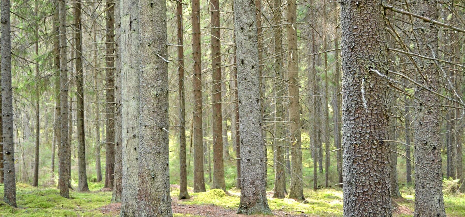 Fonden Silvestica Green Forest vill köpa skog för miljarder i Östersjöområdet de kommande åren.