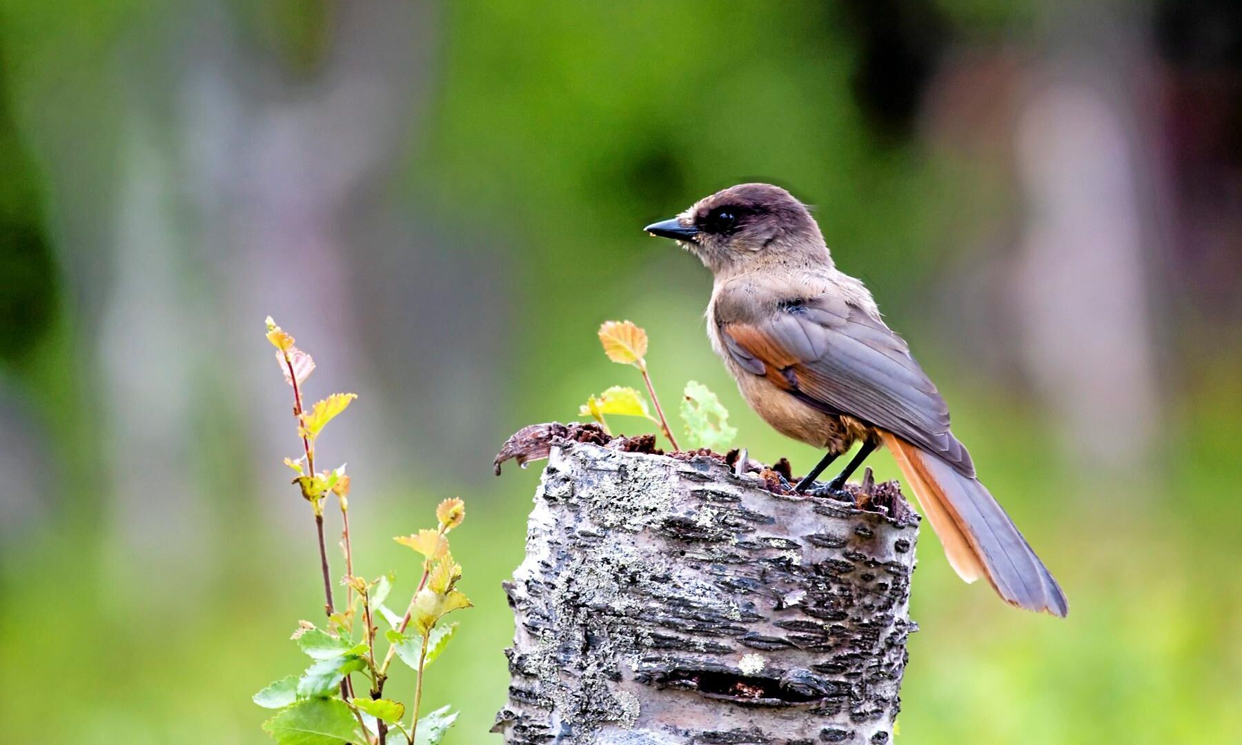 Lavskrikan har blivit en symbol för krocken mellan naturvård och skogsbruk. Arkivbild.