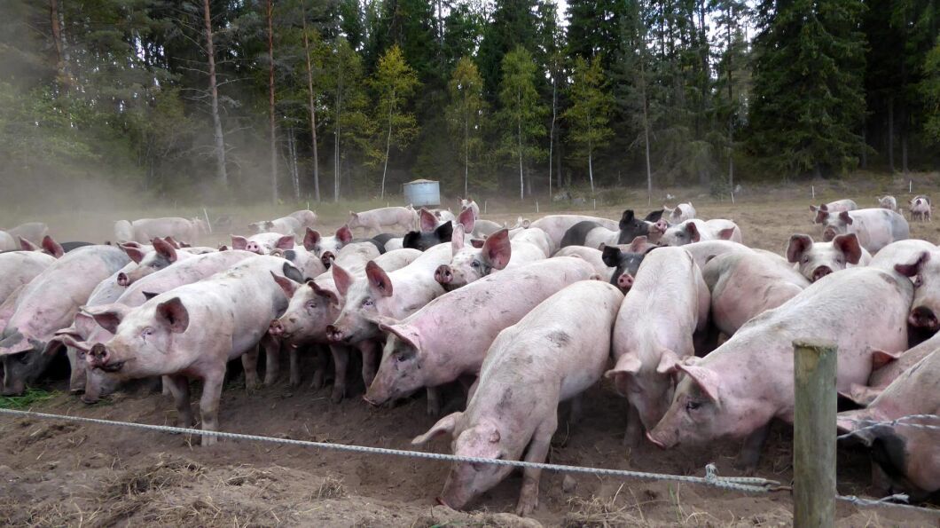I dag finns cirka 50 000–55 000 ekologiska grisar, varav 35 000 Kravgrisar.