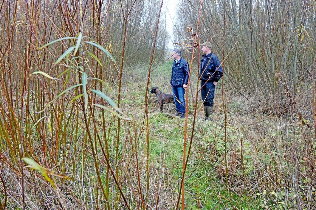 Sten Segerslätt (till höger) på Rosenhälls gård i Skåne hjälper kollegan Göran Mattsson på Årups gård att skörda salix.