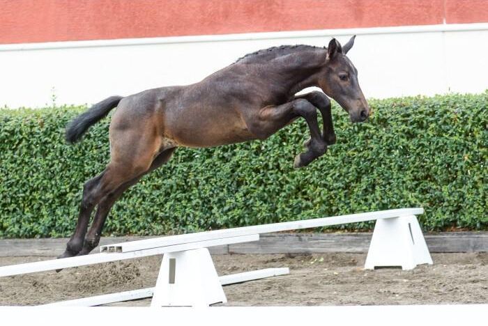 Hoppfölet Vernon efter Cornet Obolensky ropades åter för 141 000 kronor.