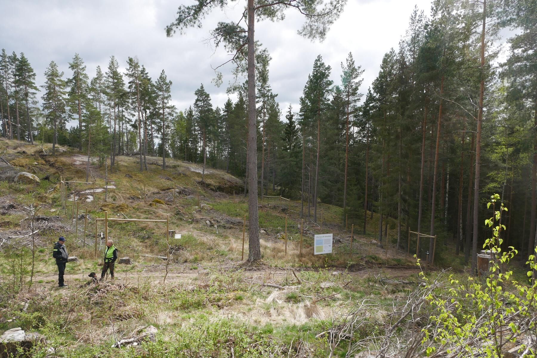 Jonas Edlund, till höger, inspekterar sin skog tillsammans med Tomas Andersson från Södra.