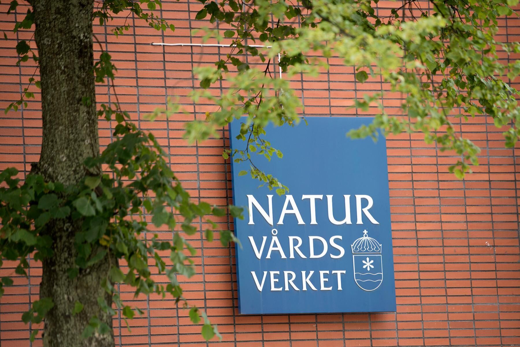 En miss av Naturvårdsverket gjorde att länsstyrelsernas underlag för årets licensjakt på varg visade beräknad storlek på stammen före valpning istället för efter. Nu görs beräkningarna om.