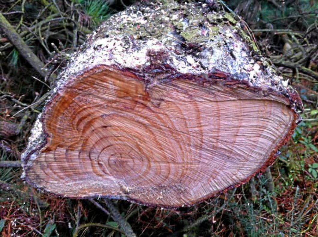 Den svenska tallen är mottaglig för svampen Fusarium circinatum.
