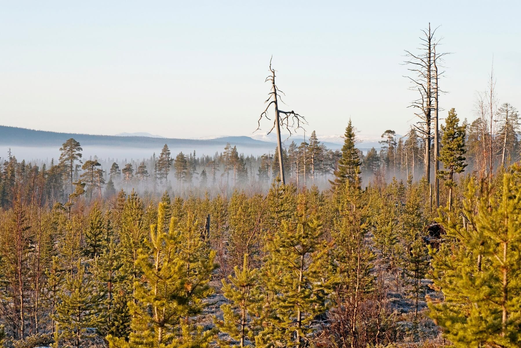 Kalhygge med plantage i fjällnära skog. Bilden visar kanten på jättehygget upptaget i början av 1980-talet.