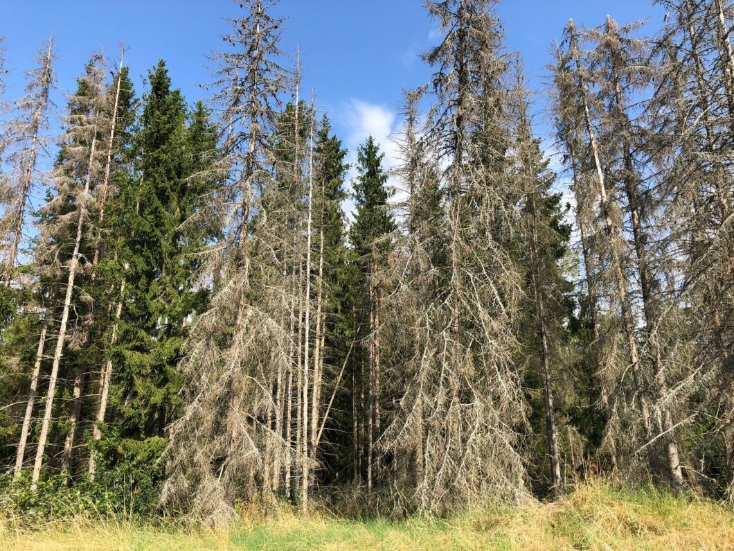 Regeringen tillåter skyddsåtgärder mot granbarkborre i 168 av Stockholms naturreservat för att undvika skador på bevarandevärdena.