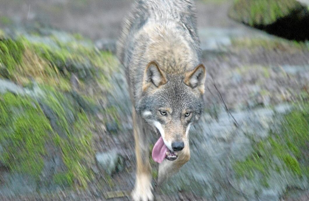 Hunddjuret som fälldes i Bie, Södermanland den 20: var en hybrid mellan hund och varg. (Arkivbild)