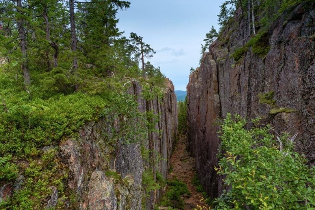 I Skuleskogens naturreservat trivs den utrotningshotade jättepraktbaggen.