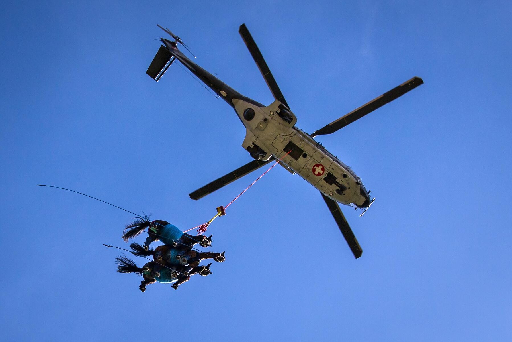 En Super Puma helikopter från det schweiziska flygvapnet fraktar tre hästar på samma flygning. Vad hästarna kände vet ingen men troligen hade de ingen uppfattning om vad som hände utöver trycket från selen runt buken och vinddraget. Ingen av hästarna visade heller inga värden som tydde på påtaglig stress eller annan oro.