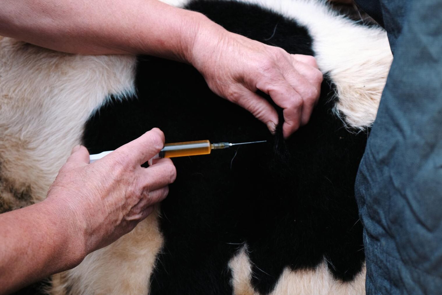 365 nya veterinärer det kommande året – så stort är behovet.