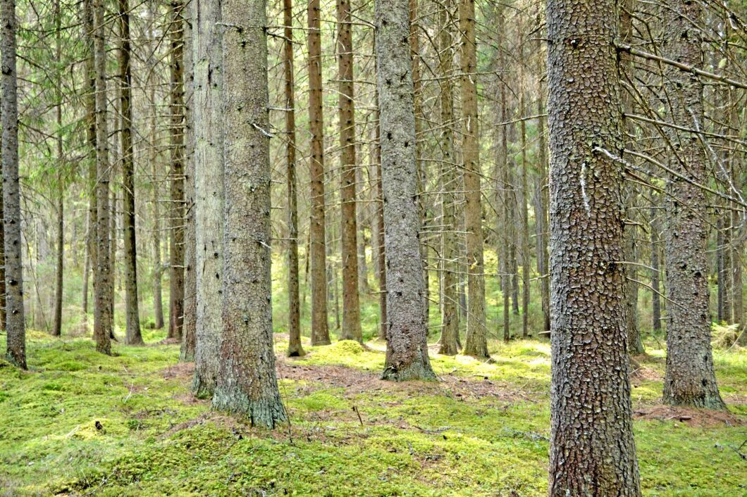 Forskarna ska bland annat undersöka kolinlagring i mossa.