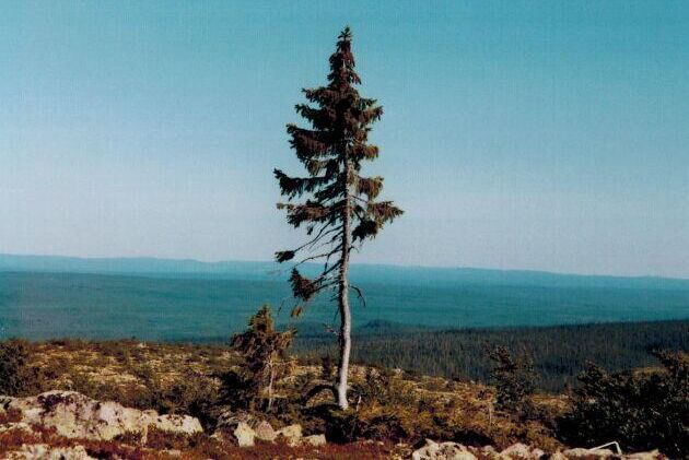 I över 9 000 år tros Old Tjikko ha kämpat mot klimatet på Fulufjällets topp. Granen ska ha levt vidare genom att klona sig själv då nedhängande grenar gett upphov till nya, genetiskt identiska plantor.