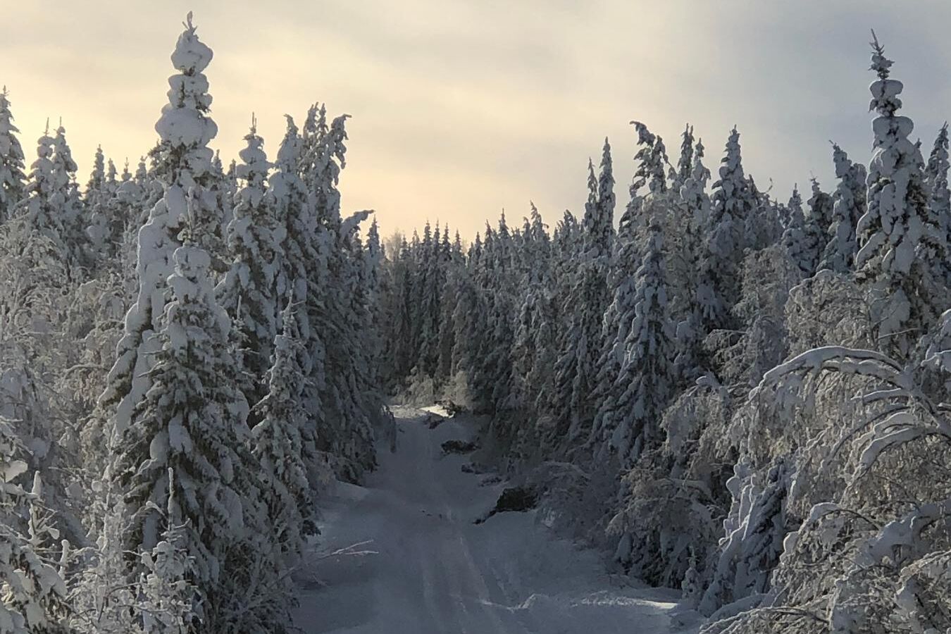 Svåra snöförhållanden har gett upphov till många snöbrott i skogen i norra och västra Hälsingland.