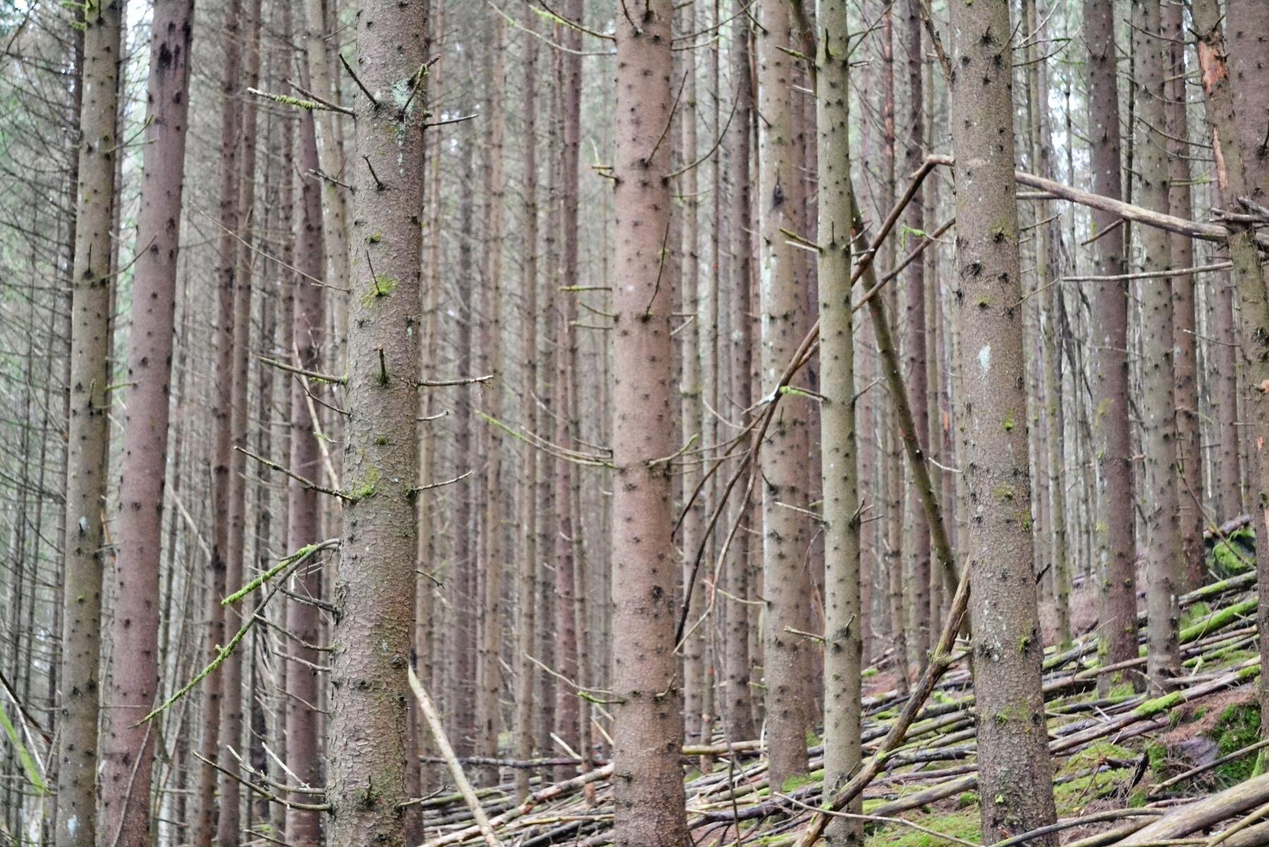 I ett stort EU-projekt ska den danska regeringen ställa om ensartad plantageskog av barrträd till mer varierade skogar som kan stå emot klimatändringen och ge större biodiversitet.