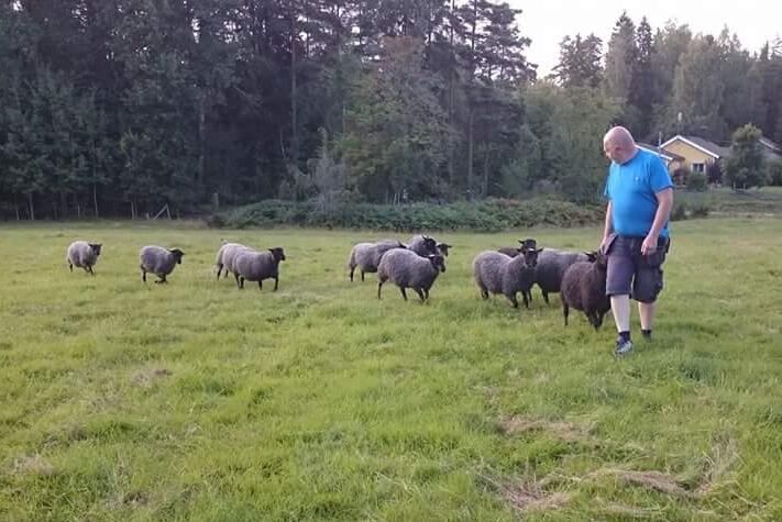 Monika Hansson och Lennart Pernlind hade 34 tackor och två baggar, nu har de bara 18 tackor och 1 bagge kvar.