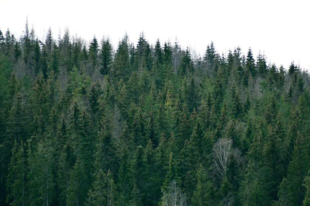 I nuläget är 41 procent av den enskilt ägda skogen certifierad.
