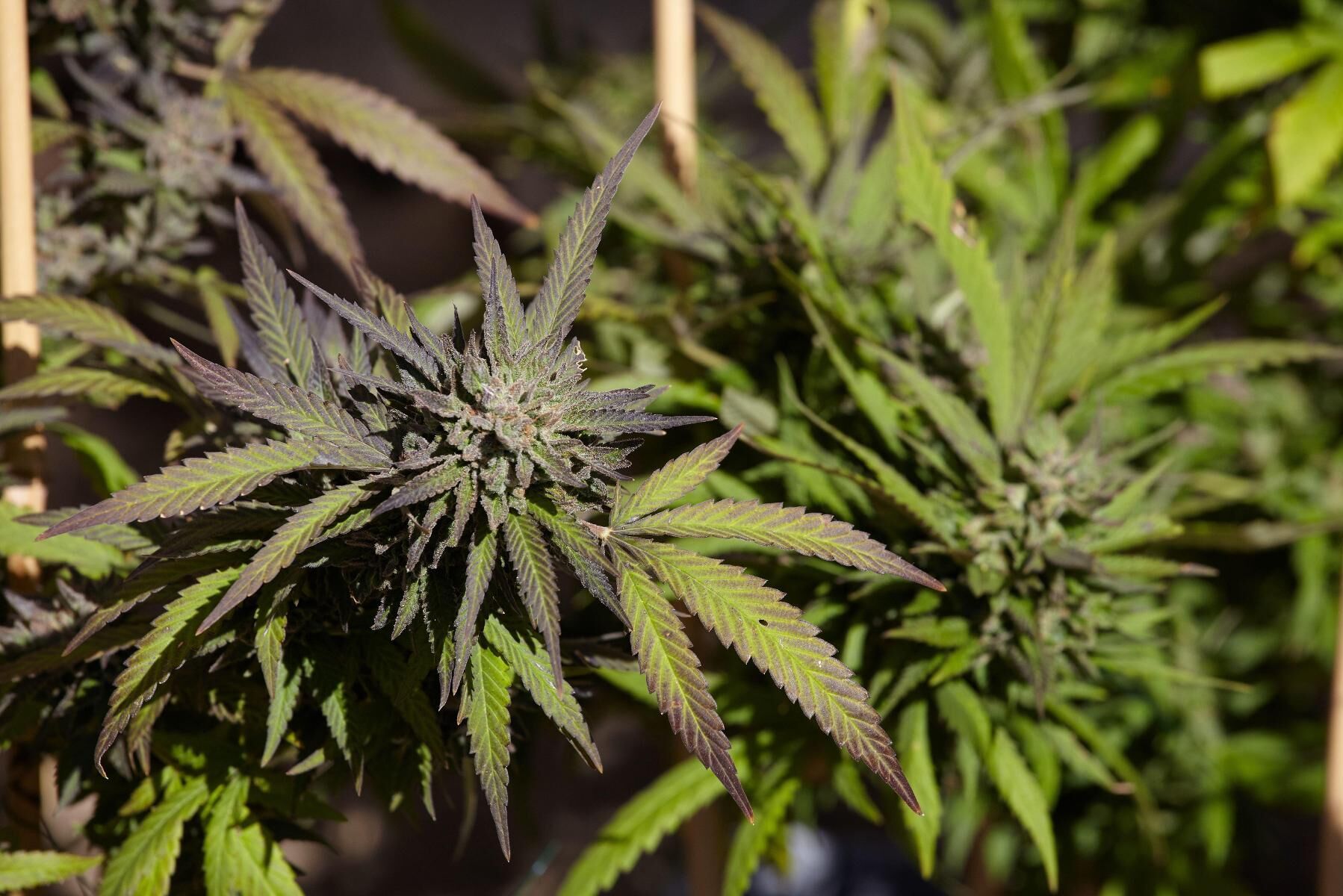 Låga bolagsvärderingar har en längre tid gjort det ogynnsamt för cannabisbolagen att ta in nytt kapital, men ett resultat av kurslyften sedan nyår har varit att de bara under årets andra vecka tog in 500 miljoner dollar.