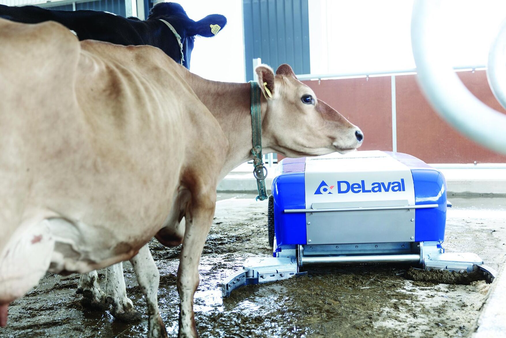 Roboten hjälper till att öka både kokomforten och klövhälsan, enligt De Laval.