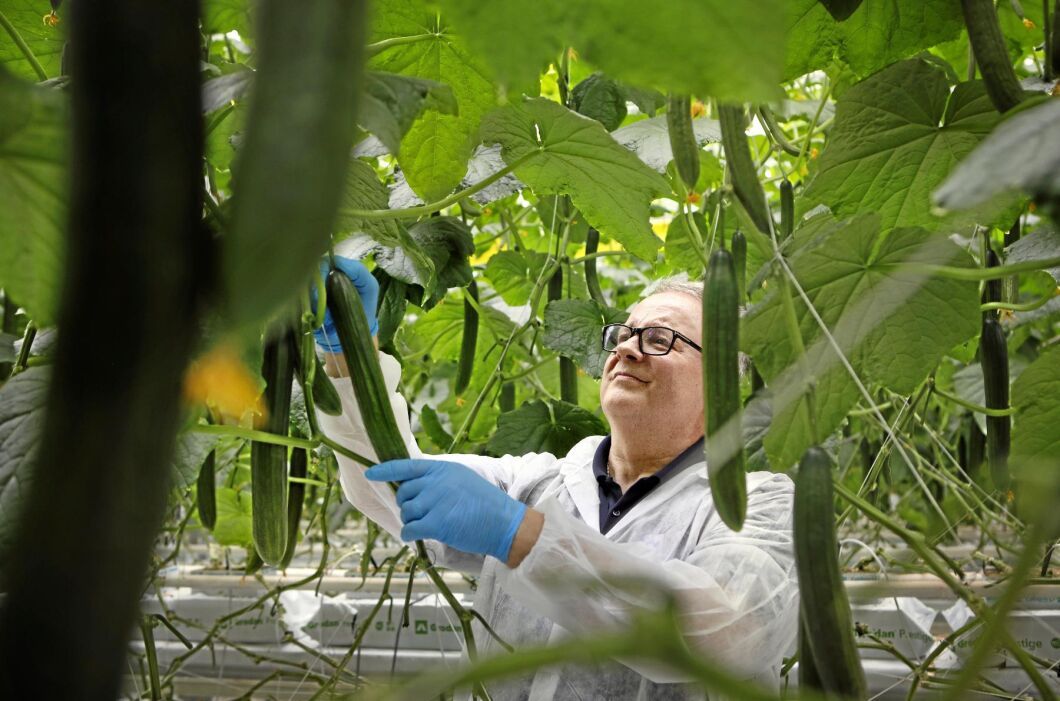 Roy Rosendahl som odlar gurkor i Tygelsjö i Skåne är en av kandidaterna till Årets spjutspetsföretag. I Österbotten i Finland där Roy Rosendahl växte upp var de flesta enligt honom själv pälsdjursfarmare, grönsaksodlare eller månskensbönder. Han är glad att han valde gurkan, som egentligen är en frukt.