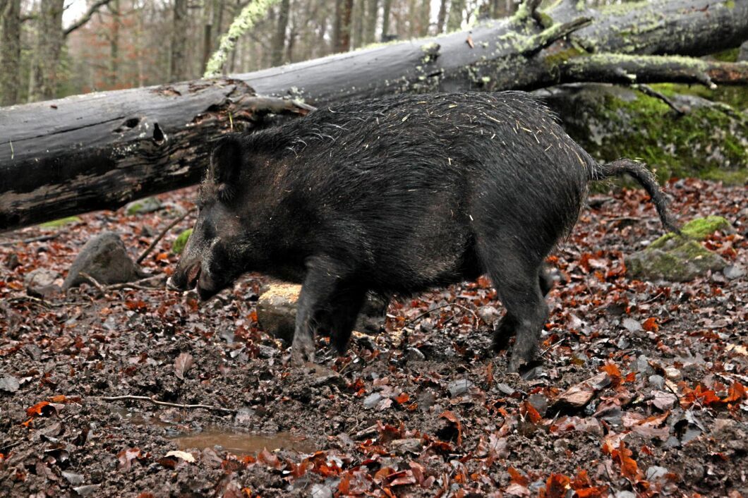 Samtliga 14 vildsvin i hägnet på Öster Malma har nu avlivats (arkivbild).