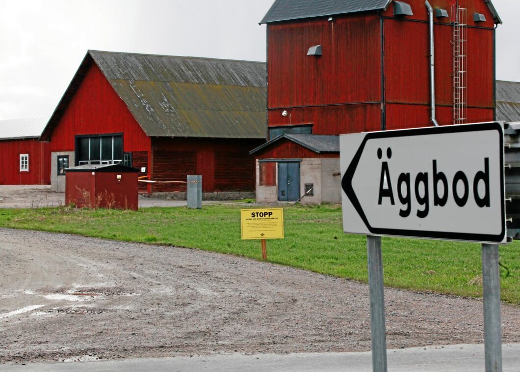 Fågelinfluensan kan ha kommit in på värphönsanläggningen på Bärsta Gård via luftburen smitta eller att en vildfågel satt sig i ventilationen.
