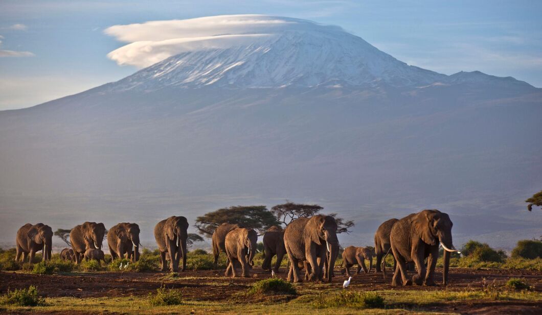 Elefanter i nationalparken Amboseli i södra Kenya (arkivbild).