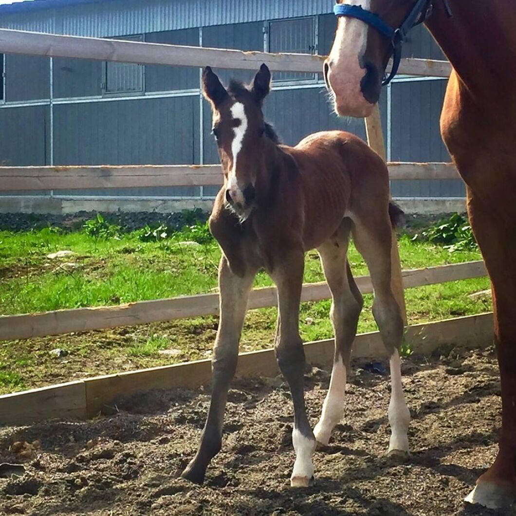 Aventurin W efter Favorit Ask. Foto: Therese Wiman.
