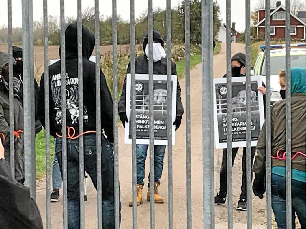 Vid åtminstone tio tillfällen har djurrättsaktivister kallat samman till vad de kallar demonstrationer utanför minkgården.