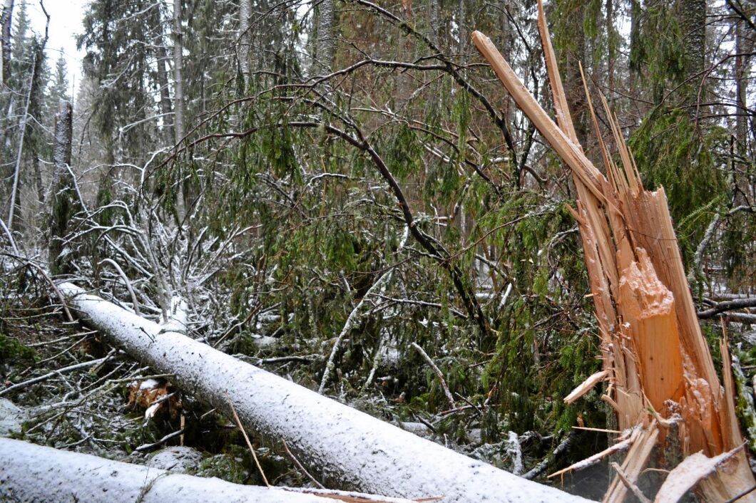 Stormfälld skog efter Alfrida.
