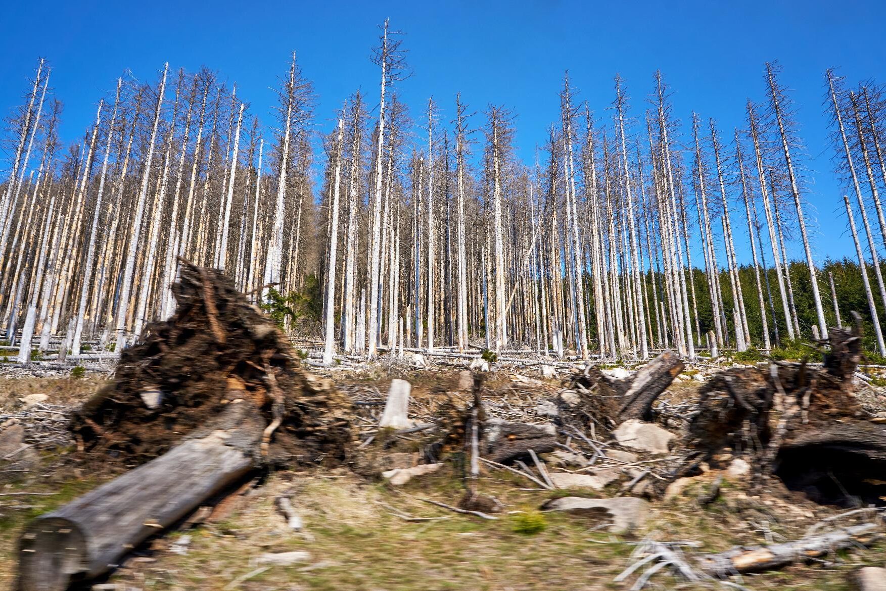 Stora delar av Tysklands skogar mår dåligt. Tidigare effekter av stormar och angrepp av granbarkborre förvärras av tre extremt torra somrar i rad.