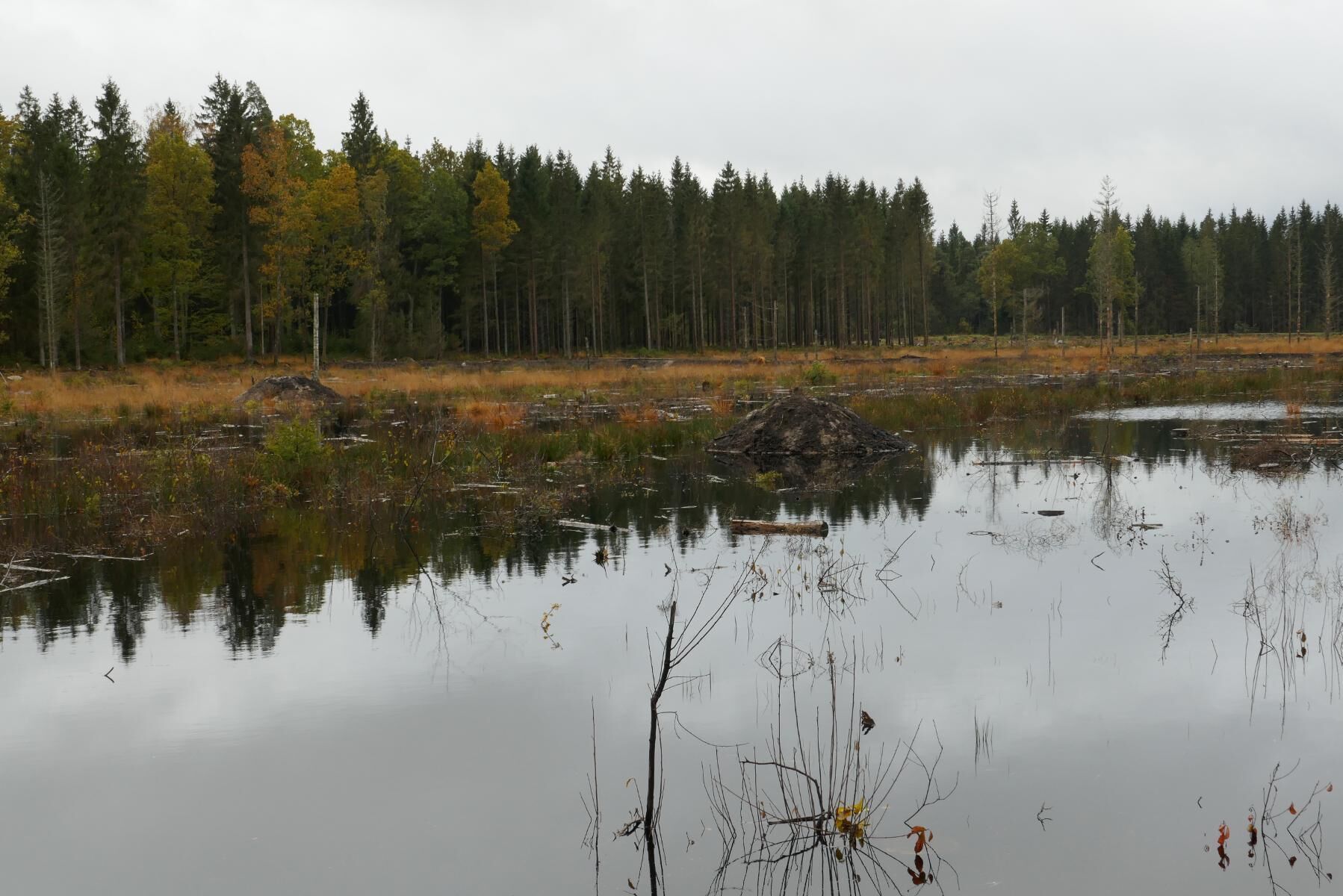 Jordbrukare ska bland annat kunna få ersättning för nyanläggning av våtmarker för att fånga upp växtnäringsläckage. Arkivbild på anlagd våtmark i skog.