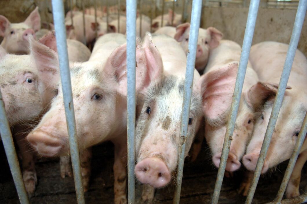 Grispriset i Sverige är historiskt högt och har inte påverkats av den globala nedgången till följd av corona-pandemin.