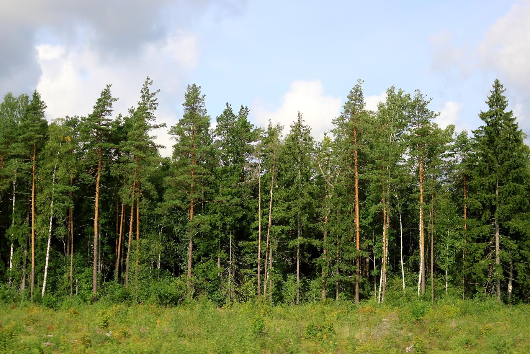 I en analys konstaterar Aktiespararna att priset på skog i Lettland är en femtedel jämfört med Götaland, trots att tillväxten är densamma. Dessutom är lönsamhetskvoten vid avverkning det dubbla jämfört med svensk skog. (Arkivbild)