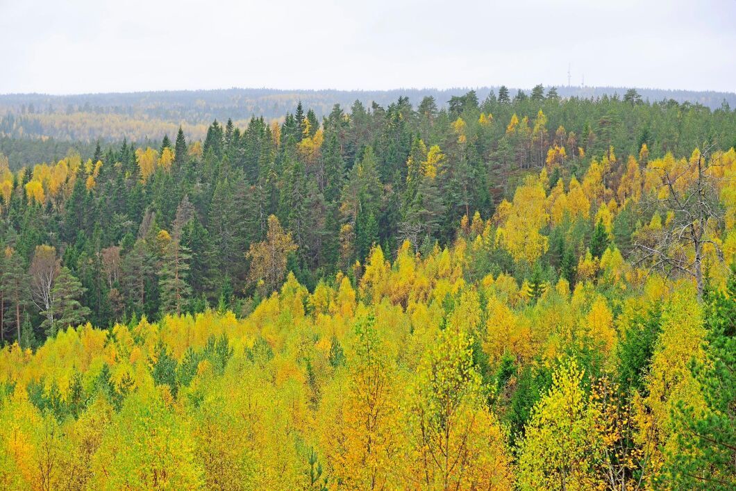 Rätt använd kan skogsbruksplanen vara användbar för skogsägaren men det gäller att uppdatera den med jämna mellanrum.