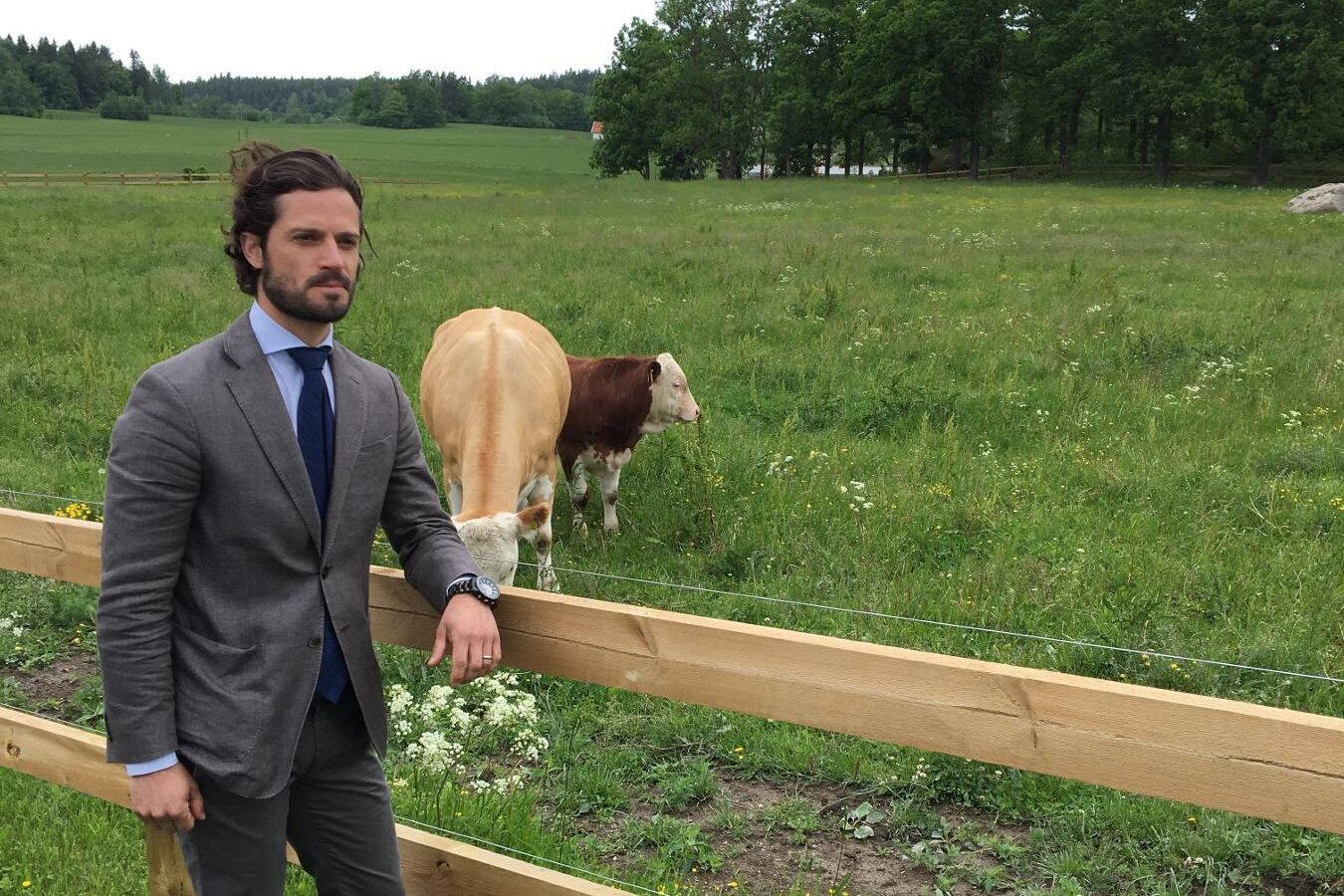 Prins Carl Philip tillsammans med tjurkalven som representerar Stenhammars framtidshopp.