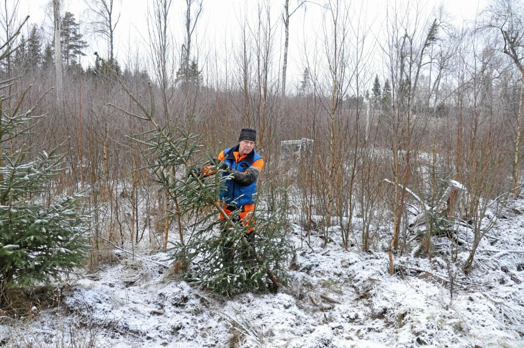 På grannens mark har vildsvinen bökat runt i en plantering som gjordes för sex år sedan. Flera granar har välts och rötterna skadats.