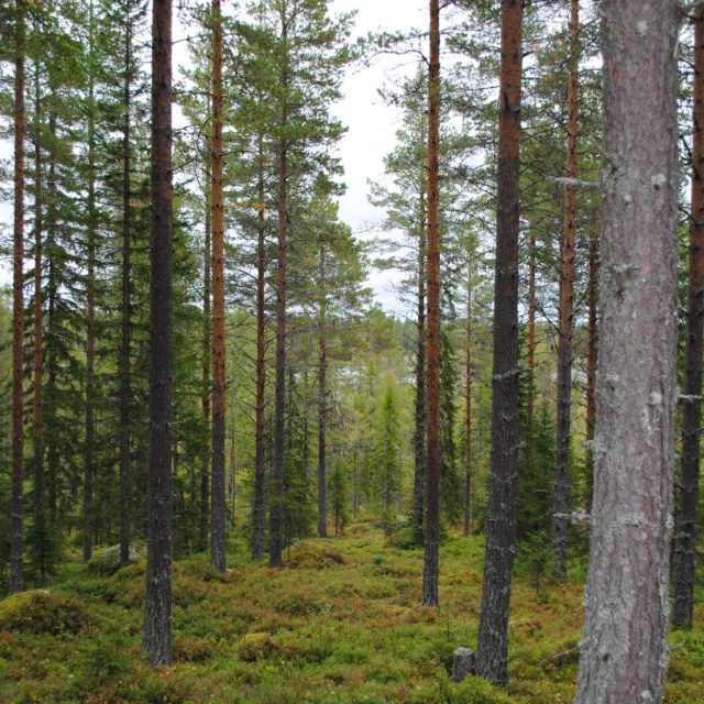 Skogsfastighet i Kårböle