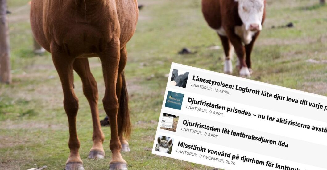 Det var tidigare i april som ATL kunde avslöja hur den hyllade djurfristaden lät lantbruksdjur lida.