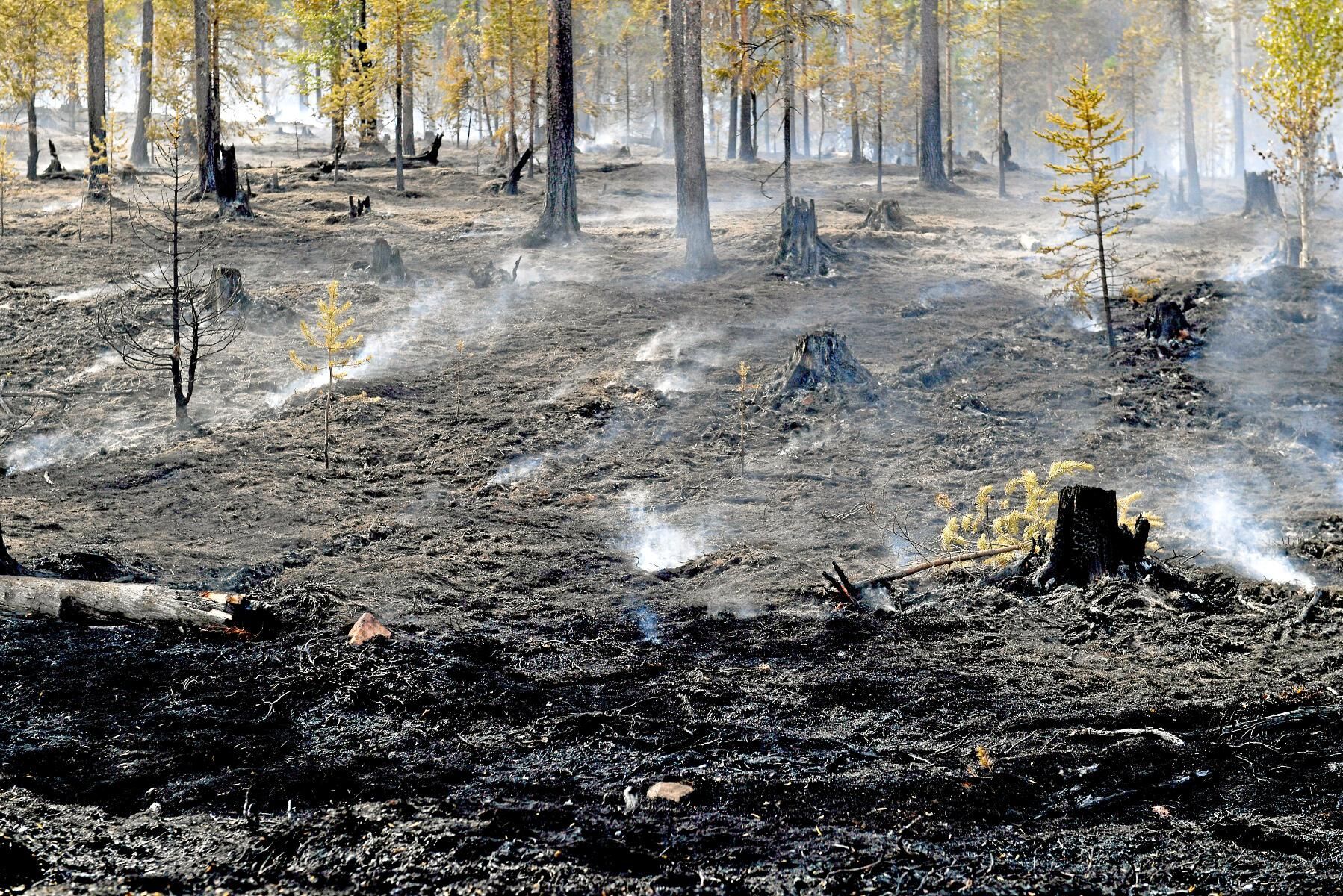 Brandhärjad skog på Älvdalens skjutfält vid Trängslet i Dalarna. Sannolikt har flera brandanpassade insekter redan anlänt på platsen.